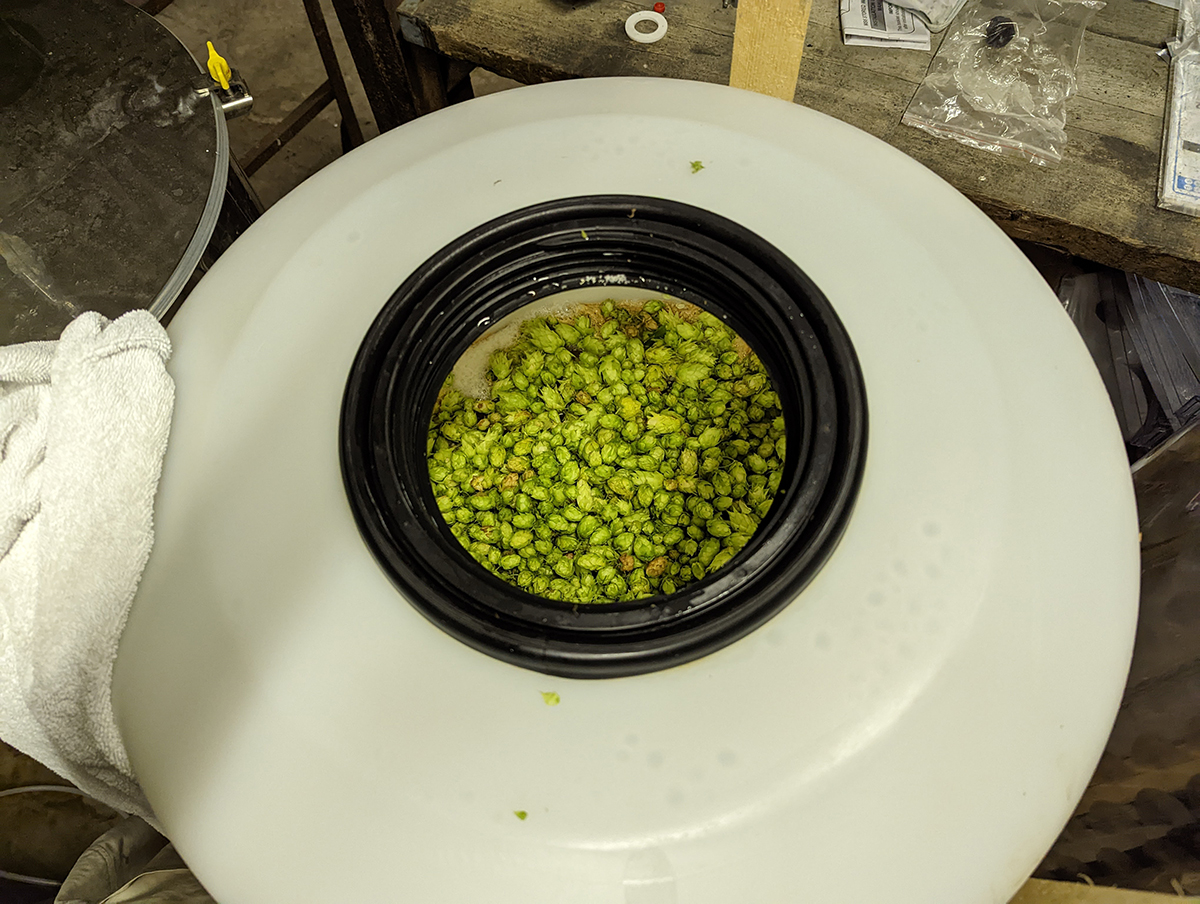 Fermenting away with Chinook, Cascade and Goldings hops